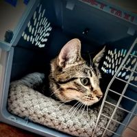 Crossroads Veterinary Clinic ico