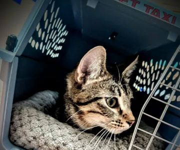 Crossroads Veterinary Clinic