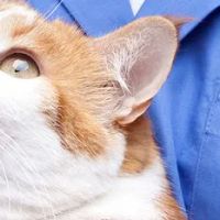 Clinton Veterinary Service PC ico