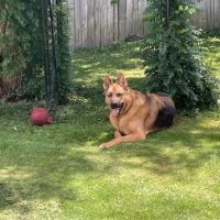 Ovid-Elsie Animal Clinic ico