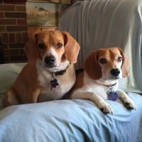 Animal Hospital of St Charles ico