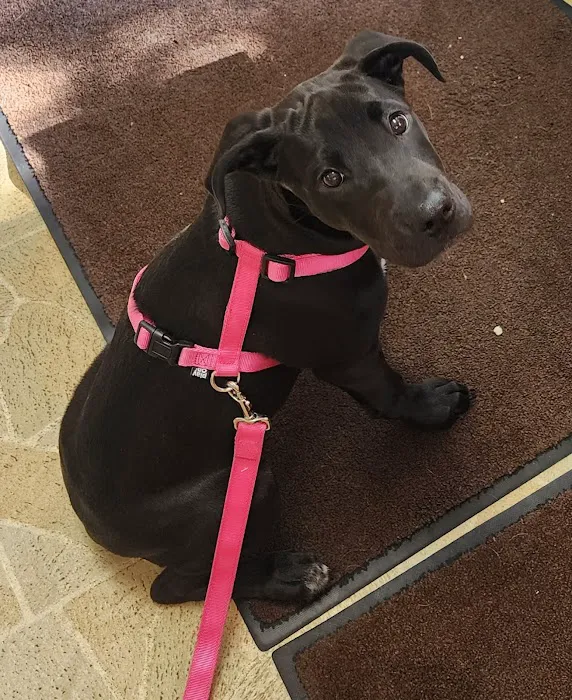 Animal Hospital of St Charles 7