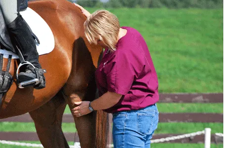 Cutting Edge Equine Veterinary 12