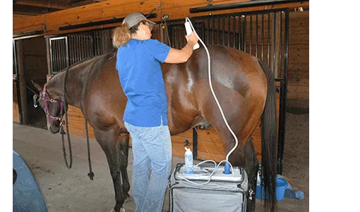 Cutting Edge Equine Veterinary 12
