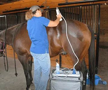 Cutting Edge Equine Veterinary