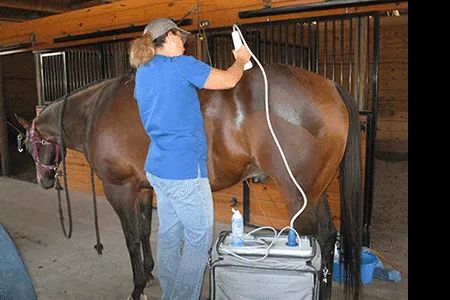 Cutting Edge Equine Veterinary