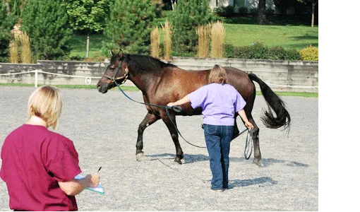 Cutting Edge Equine Veterinary 12