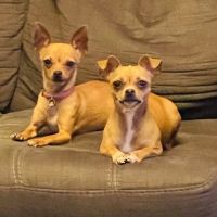 Witte's Natural Vet Care ico