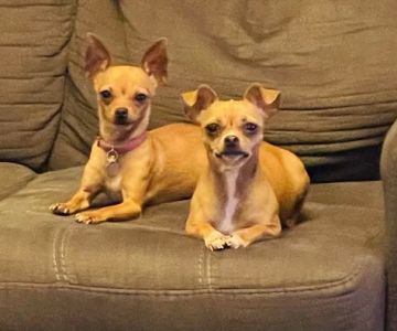 Witte's Natural Vet Care