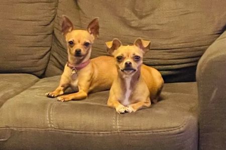 Witte's Natural Vet Care