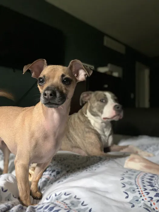Witte's Natural Vet Care 12