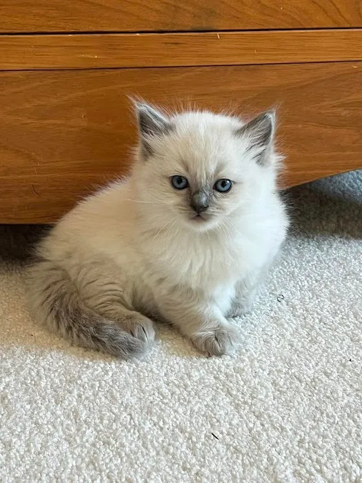 RagDoll Cats Chicago 1