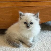RagDoll Cats Chicago ico
