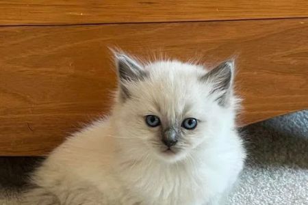 RagDoll Cats Chicago