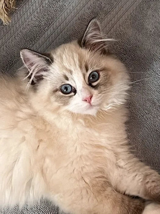 RagDoll Cats Chicago 2