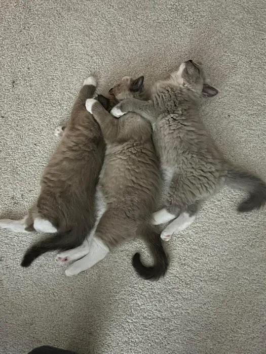 RagDoll Cats Chicago 5