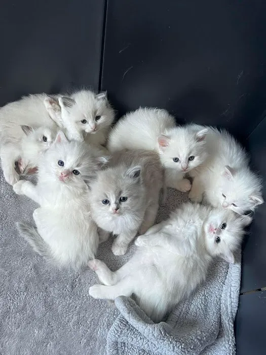RagDoll Cats Chicago 3