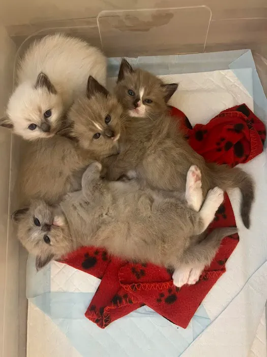 RagDoll Cats Chicago 7