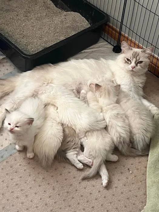 RagDoll Cats Chicago 8
