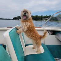 Delavan Animal Clinic Inc ico