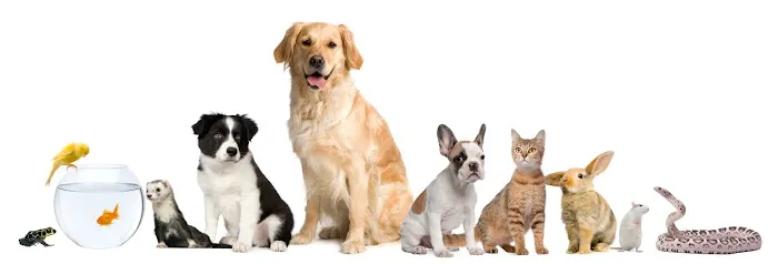 Heritage Animal Clinic SC 12