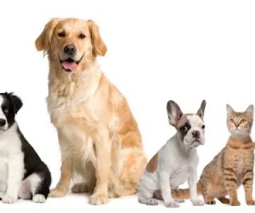 Heritage Animal Clinic SC