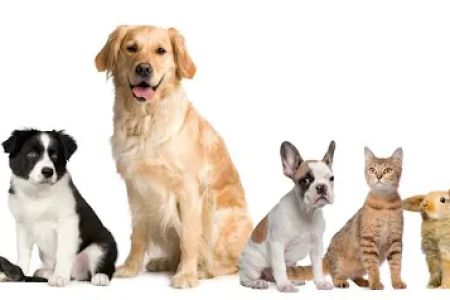 Heritage Animal Clinic SC