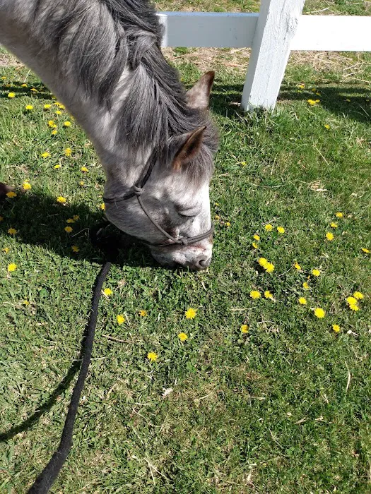 Kettle Moraine Equine Hospital 12