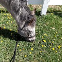Kettle Moraine Equine Hospital ico