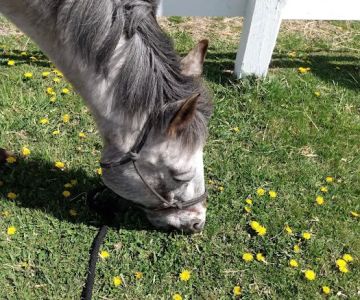 Kettle Moraine Equine Hospital