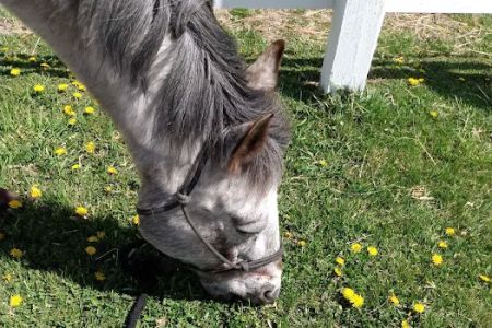 Kettle Moraine Equine Hospital