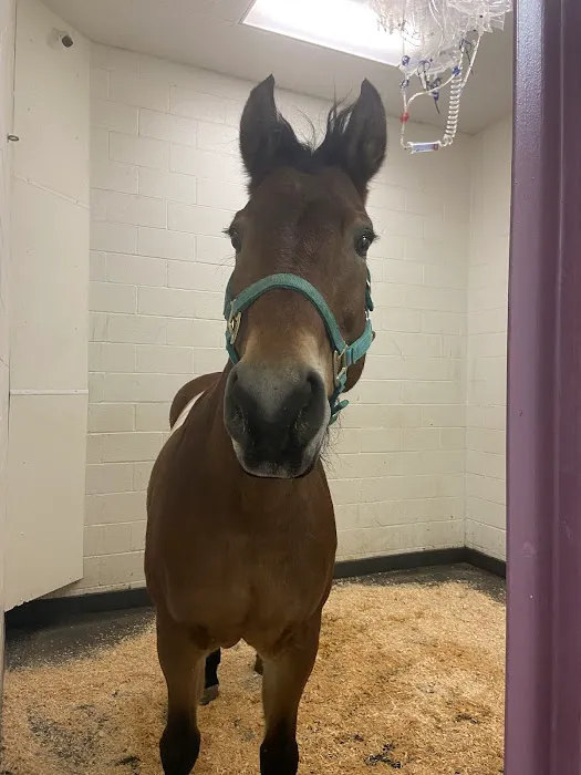 Turtle Valley Equine Hospital 12