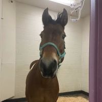 Turtle Valley Equine Hospital ico