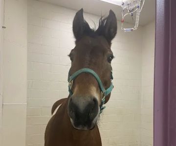 Turtle Valley Equine Hospital
