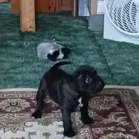 Manchester Veterinary Clinic & Supply ico