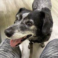 Miami County Veterinary Clinic ico