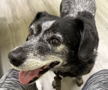 Miami County Veterinary Clinic