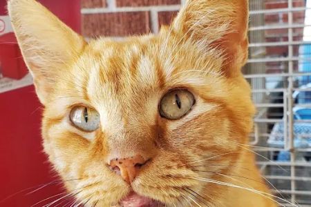 Cornerstone Veterinary Services Inc