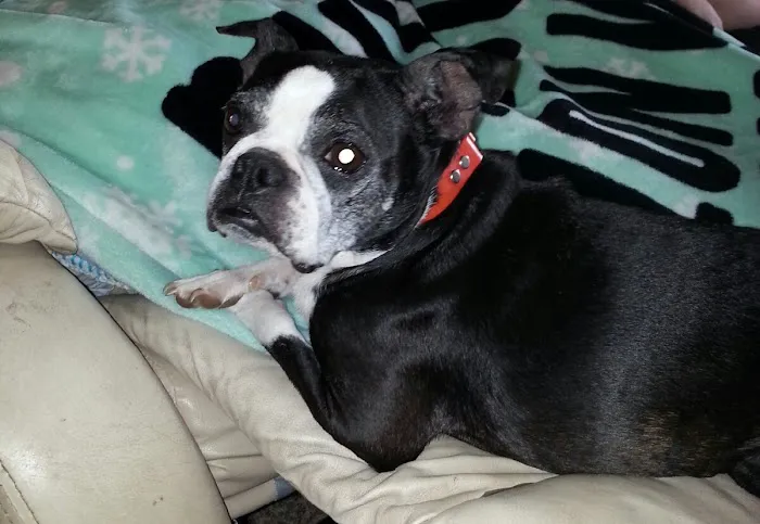 Cornerstone Veterinary Services Inc 10