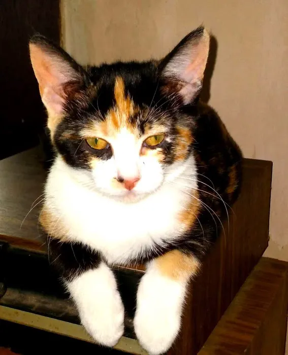Countryside Veterinary Hospital 12