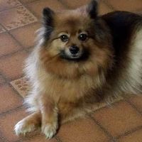 Animal Hospital of Logansport ico