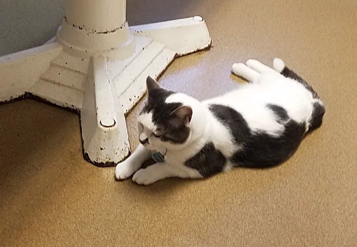 Cass County Animal Hospital 1