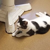 Cass County Animal Hospital ico