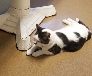 Cass County Animal Hospital