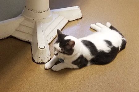 Cass County Animal Hospital