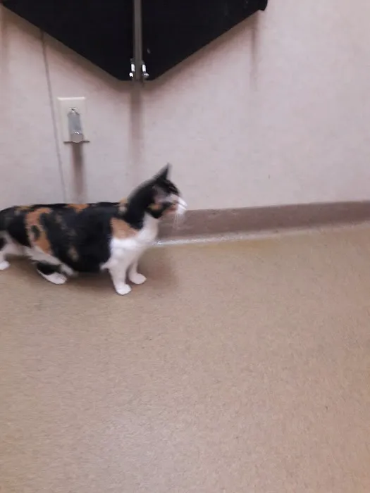 Cass County Animal Hospital 6