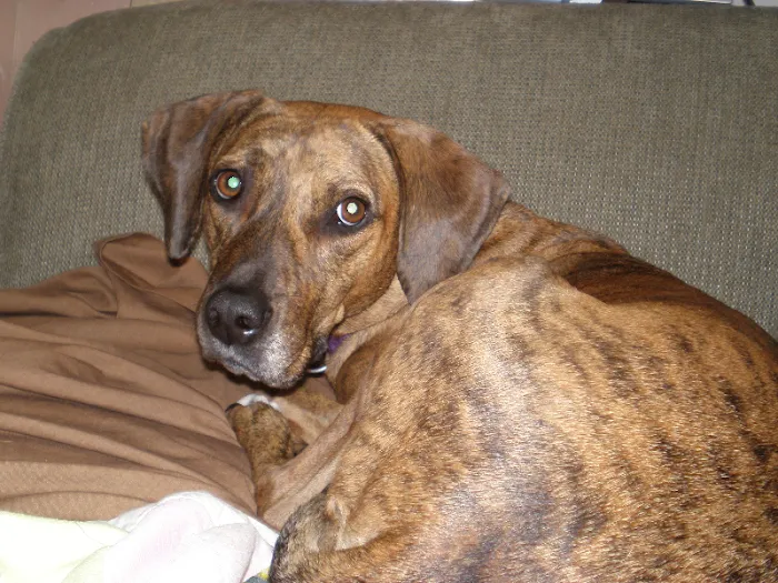Cass County Animal Hospital 9
