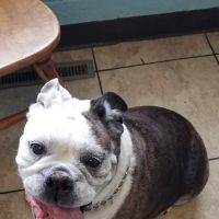 Wabash Veterinary Hospital ico
