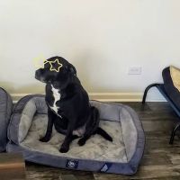 Red Barn Animal Hospital of Hampshire ico