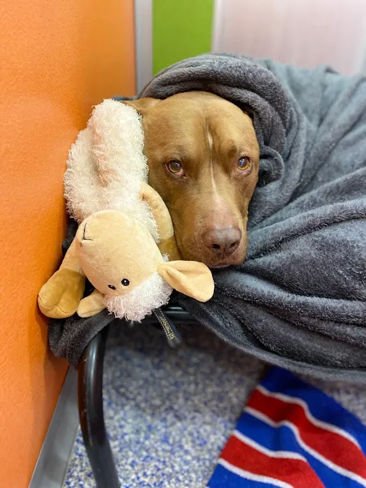 Marketside Animal Hospital at Verrado 1